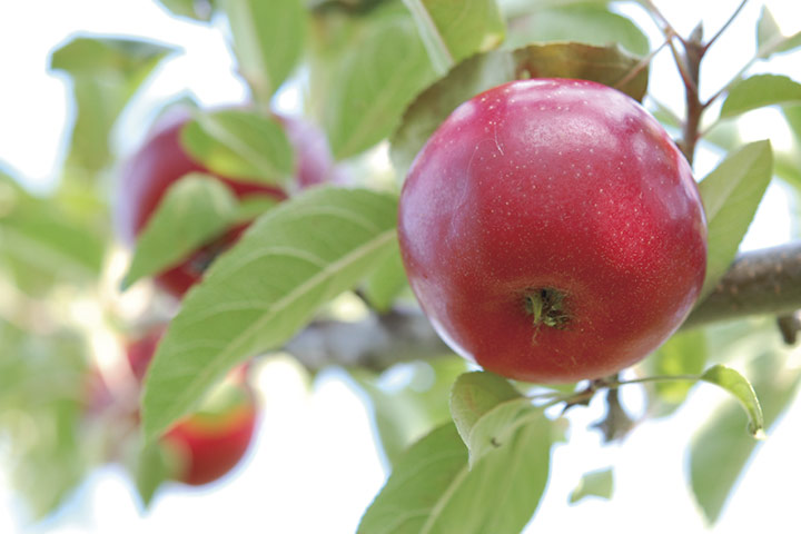 果樹園 りんご
