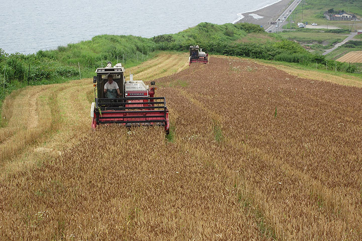 ルルロッソ小麦収穫風景