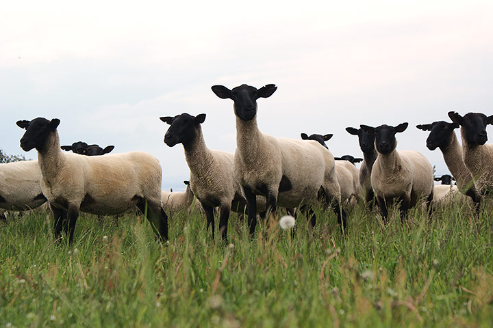 サフォーク羊放牧風景