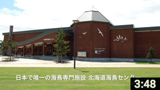 日本で唯一の海鳥専門施設 北海道海鳥センター